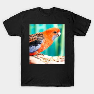 Crimson Rosella T-Shirt